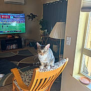 Hobbs joined the competition — help win amazing prizes! animal, architecture, building, cat, chair, computerhardware, couch, electronics, furniture, hardware, indoors, interiordesign, lamp, livingroom, monitor, plant, room, screen, table, tv