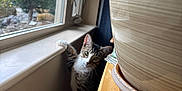Hobbs joined the competition — help win amazing prizes! abyssinian, animal, bowl, cat, cookware, desk, furniture, hardwood, indoors, interiordesign, kitten, manx, pet, picturewindow, plywood, pot, table, window, windowsill, wood
