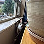 abyssinian, animal, bowl, cat, cookware, desk, furniture, hardwood, indoors, interiordesign, kitten, manx, pet, picturewindow, plywood, pot, table, window, windowsill, wood