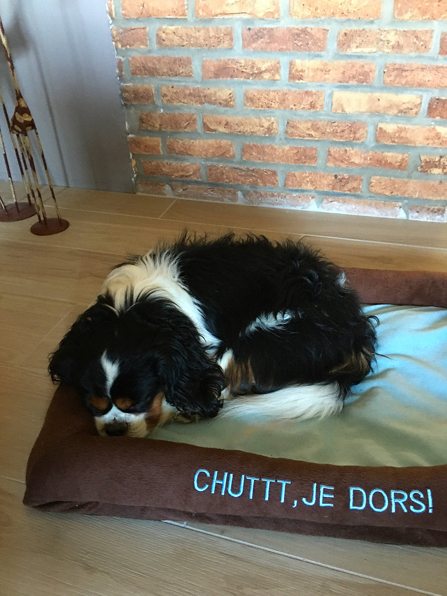 Inca participe au concours pour gagner de l'argent avec cette photo : canidae, carnivore, cavalier_king_charles_spaniel, companion_dog, dog, dog_breed, floor, fur, king_charles_spaniel, phalene, puppy, sporting_group, toy_dog