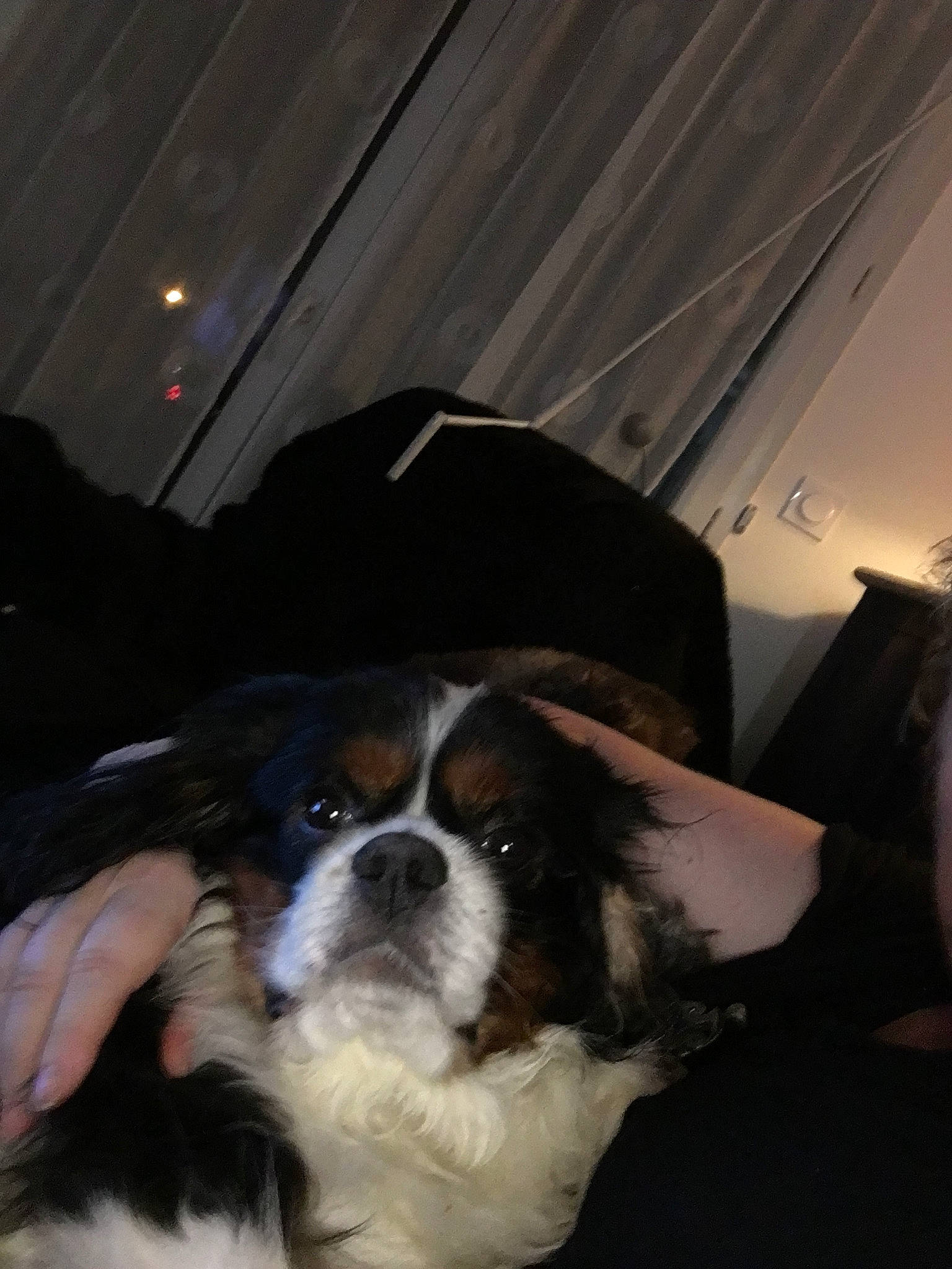 Inca participe au concours pour gagner de l'argent avec cette photo : canidae, carnivore, cavalier_king_charles_spaniel, companion_dog, dog, dog_breed, eye, fawn, fur, japanese_chin, king_charles_spaniel, mammal, nose, phalene, puppy, shih_tzu, snout, sporting_group, tibetan_spaniel, toy_dog