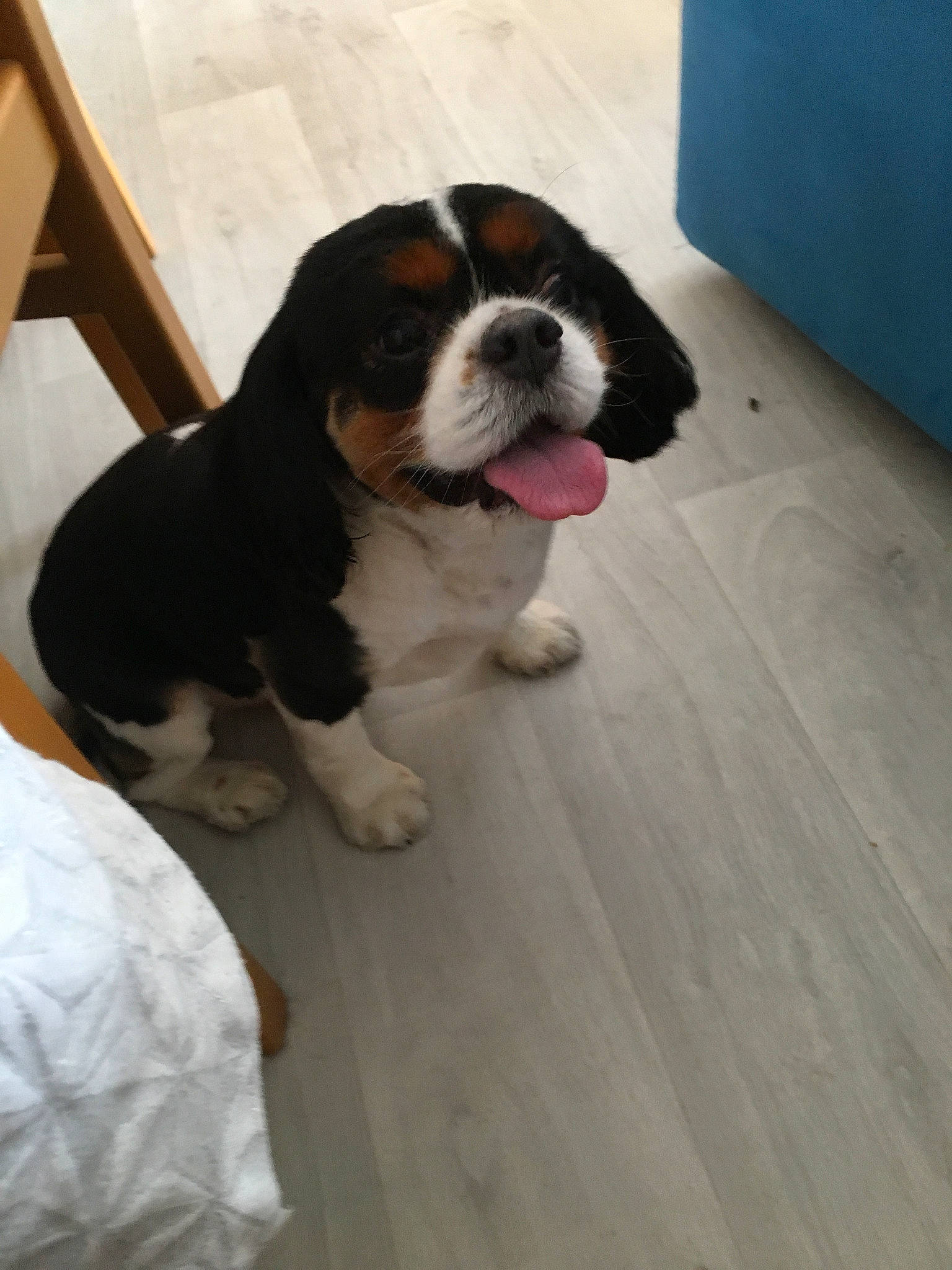 Inca a rejoint le concours — aidez-le/la à gagner de superbes lots ! beaglier, canidae, carnivore, cavalier_king_charles_spaniel, companion_dog, dog, dog_breed, fawn, king_charles_spaniel, mammal, puppy, rare_breed_dog, snout, sporting_group, toy_dog, vertebrate