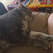 Big Cheese joined the competition — help win amazing prizes! animal, background, bag, cat, closeup, colorful, couch, cozy, dog_food, domestic, furniture, gray_tabby, indoor, painted_nails, paws, person_leg, pet, relaxation, resting, sleeping