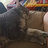 animal, background, bag, cat, closeup, colorful, couch, cozy, dog_food, domestic, furniture, gray_tabby, indoor, painted_nails, paws, person_leg, pet, relaxation, resting, sleeping