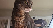 Big Cheese is registered to the contest to win money with this photo: cat, cat_tree, close_up, domestic_animal, feline, fur, furniture, green_eyes, indoor, lamp, looking_away, mischievous, night, paws, perched, pet, portrait, tabby_cat, whiskers, window