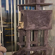 Big Cheese joined the competition — help win amazing prizes! cat, cat_tree, pet, indoor, vertical_blinds, window, furniture, plush, cozy, peeking, animal_face, ears, whiskers, scratching_post, home_interior, low_light, balcony_door, hiding, living_room, soft_fabric