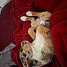 Moki is registered to the contest to win money with this photo: dog, puppy, blanket, red_blanket, sleeping, pet, fur, paw, resting, indoor, cozy, cute, animal, mammal, relaxed, comfort, bed, canine, domestic_animal, lying_down