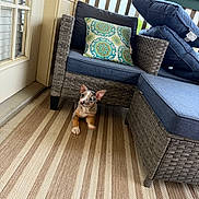 Moki joined the competition — help win amazing prizes! puppy, dog, wicker_chair, blue_cushion, decorative_pillow, striped_carpet, porch, indoor_outdoor, pet, relaxing, small_dog, floor, furniture, cozy, home, door, window, natural_light, animal, cute