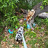 Moki joined the competition — help win amazing prizes! dog, leash, tree_stump, painted_rocks, miniature_village, greenery, leaves, outdoor, nature, grass, bark, plants, foliage, small_objects, colorful, exploration, wood, forest_floor, animal, scenery