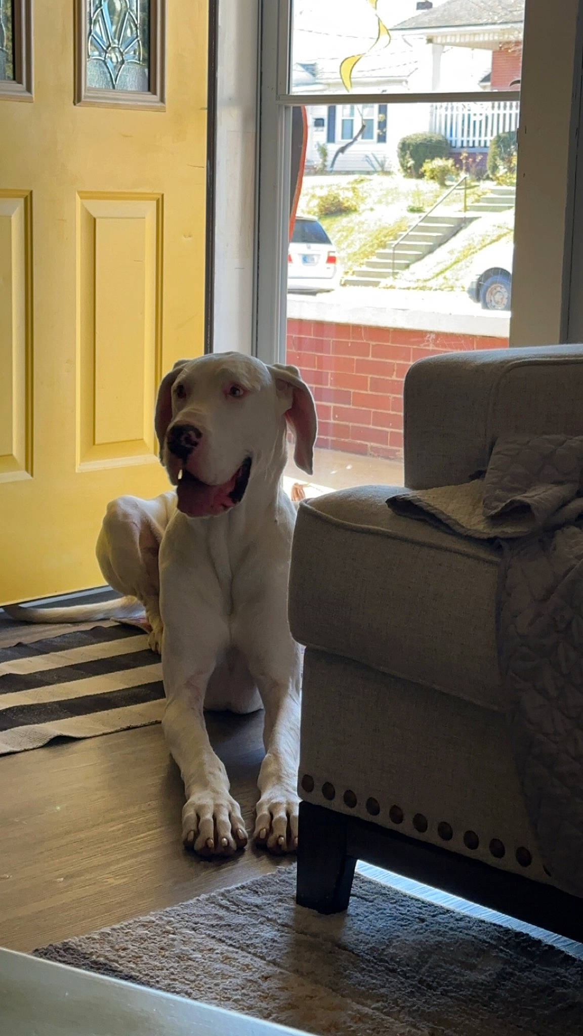 Smalls is registered to the contest to win money with this photo: canidae, carnivore, collar, comfort, companion_dog, dog, dog_breed, dog_collar, door, fawn, floor, flooring, gun_dog, hardwood, pet_supply, sporting_group, tail, window, wood, working_animal