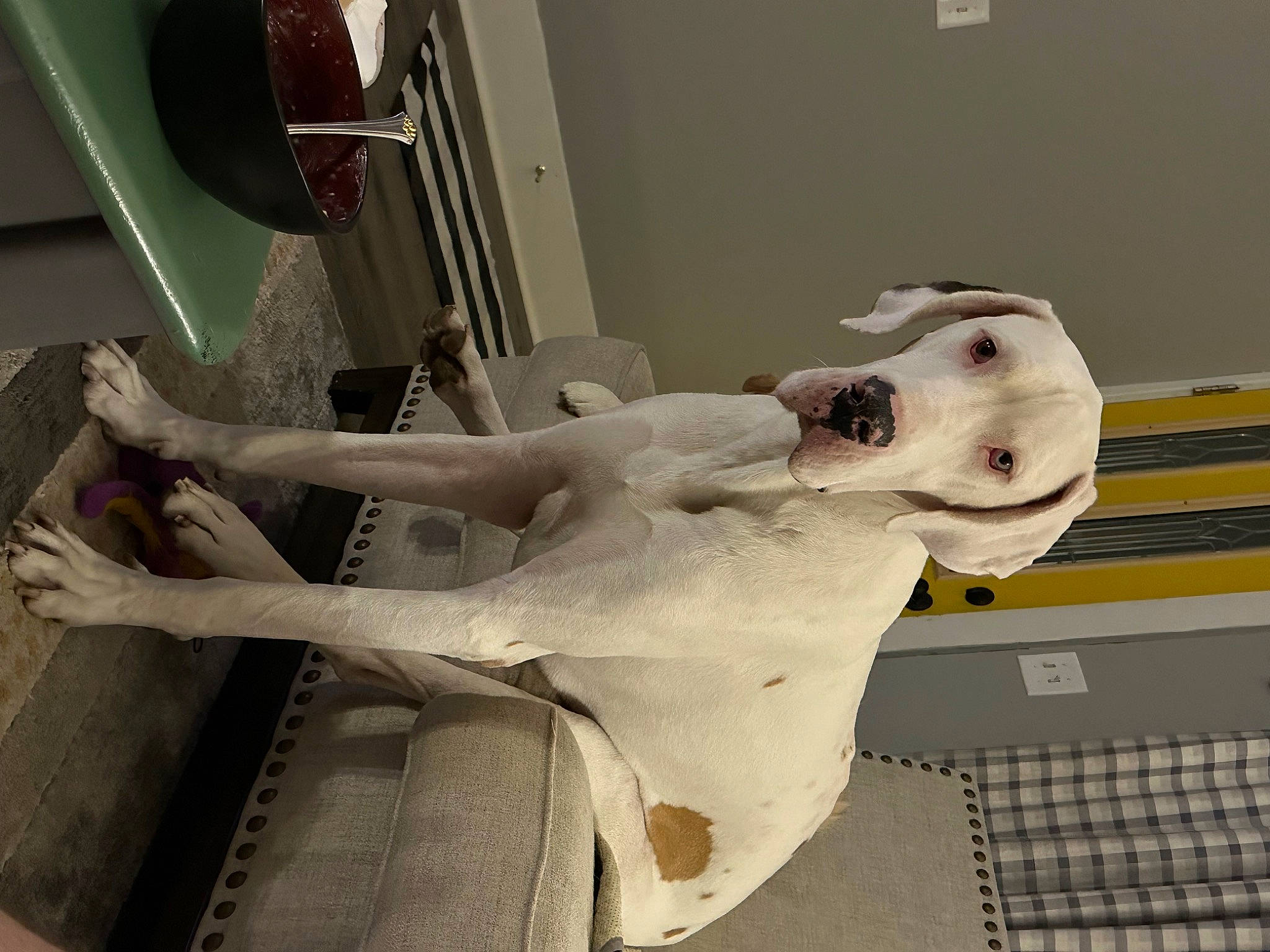 Smalls joined the competition — help win amazing prizes! art, bone, carving, chest, classical_sculpture, elbow, human_leg, jaw, metal, plaster, room, sculpture, skeleton, statue, trunk, vehicle_door, visual_arts, wing, wood