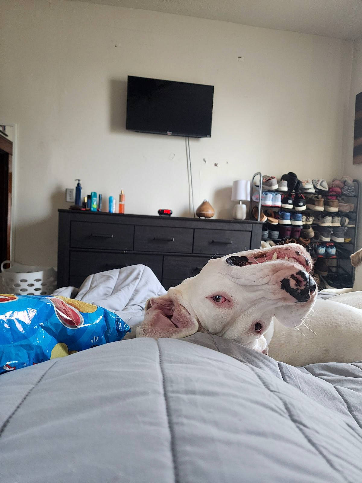 Smalls joined the competition — help win amazing prizes! bed, bed_frame, bed_sheet, bedding, bedroom, comfort, companion_dog, couch, dog, floor, flooring, hardwood, linens, living_room, pillow, room, t_shirt, television, textile, wood