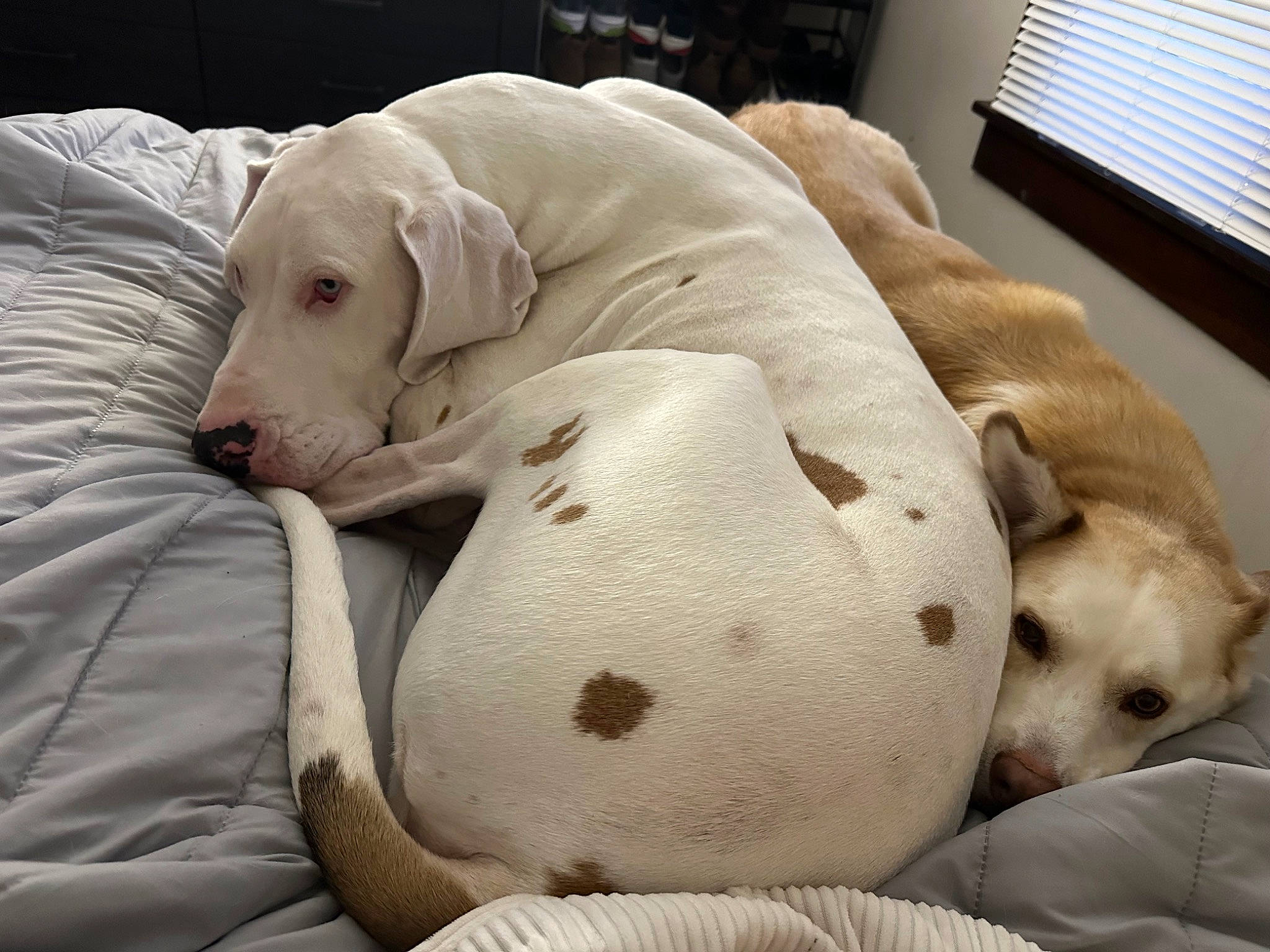 Smalls joined the competition — help win amazing prizes! bedding, canidae, carnivore, comfort, companion_dog, couch, dog, dog_breed, dog_supply, fawn, fur, linens, nap, pet_supply, snout, sporting_group, whiskers, window, window_blind, working_animal