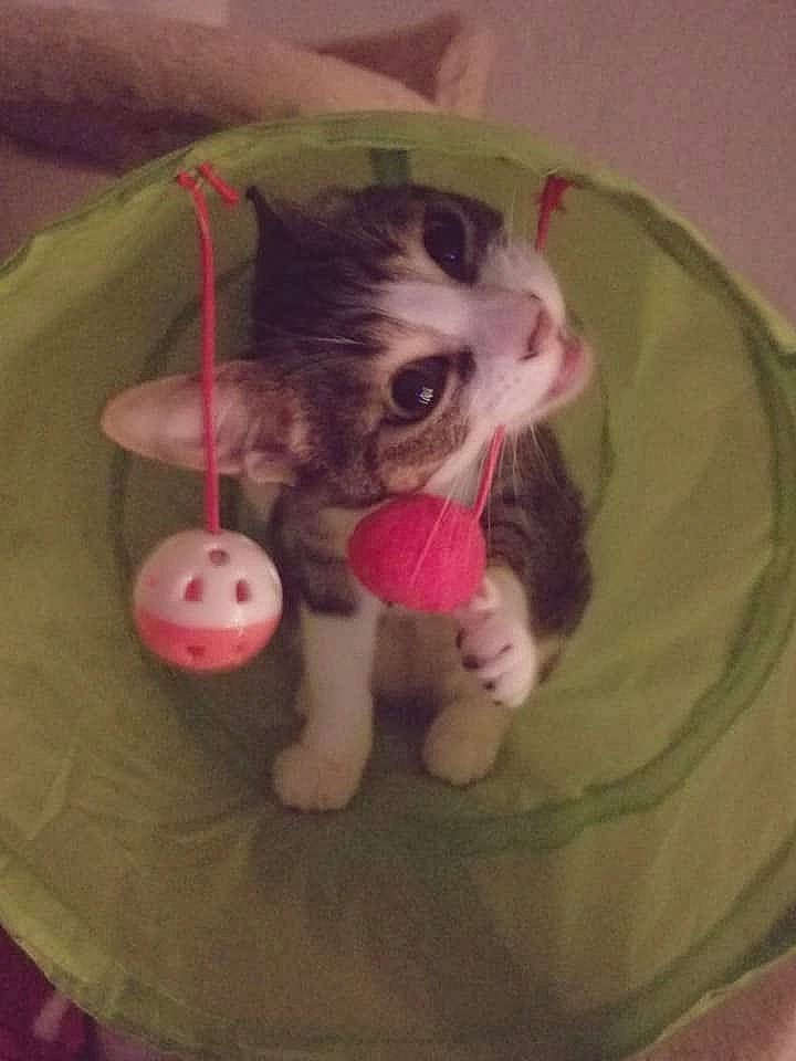 Dodge is registered to the contest to win money with this photo: carnivoran, cat, cat_like_mammal, dog_breed, dog_breed_group, dog_like_mammal, kitten, person, puppy, shih_tzu, small_to_medium_sized_cats, whiskers