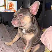 Scheff is registered to the contest to win money with this photo: dog, french_bulldog, pet, animal, sitting, bed, bedroom, blanket, pillow, large_ears, wrinkled_face, short_hair, gray_fur, tan_fur, white_chest, indoor, television, flash_photography, portrait, funny_expression