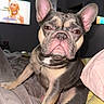 Scheff joined the competition — help win amazing prizes! dog, french_bulldog, pet, animal, wrinkled_face, large_ears, brown_fur, gray_fur, short_muzzle, sitting, bed, blanket, bedroom, indoor, portrait, close_up, flash_photography, serious_expression, cozy, home