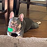 Scheff is registered to the contest to win money with this photo: dog, french_bulldog, pet, lying_down, floor, wooden_floor, green_ball, toy, spiky_ball, indoors, furniture, chairs, home, portrait, close_up, ears, wrinkled_face, brown_coat, gray_coat, funny_expression