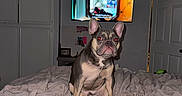 Scheff is registered to the contest to win money with this photo: dog, french_bulldog, pet, animal, sitting, bed, blanket, bedroom, indoor, television, furniture, home, portrait, flash_photography, wrinkles, ears, short_coat, gray_dog, serious_expression, human_foot