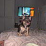 dog, french_bulldog, pet, animal, sitting, bed, blanket, bedroom, indoor, television, furniture, home, portrait, flash_photography, wrinkles, ears, short_coat, gray_dog, serious_expression, human_foot