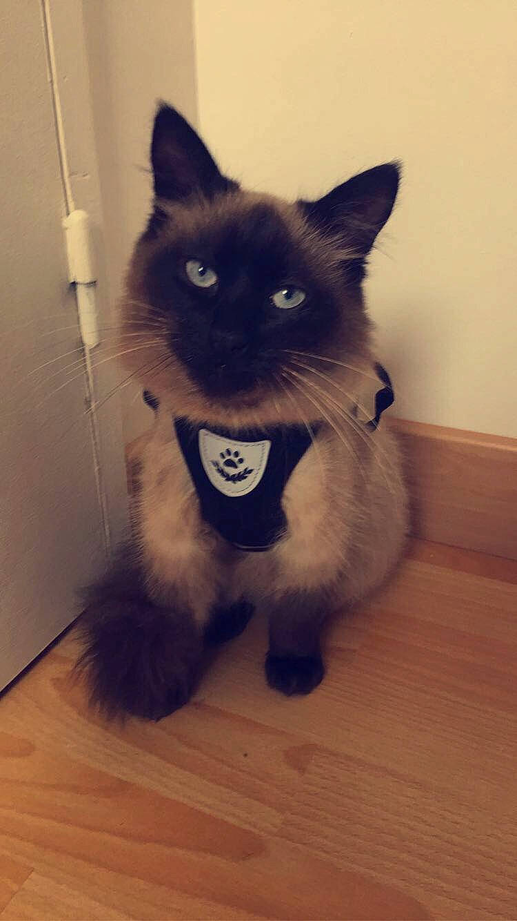 Filou participe au concours pour gagner de l'argent avec cette photo : black_cat, burmese, carnivore, cat, domestic_long_haired_cat, domestic_short_haired_cat, eye, fawn, felidae, himalayan, iris, kitten, korat, mammal, nebelung, ojos_azules, small_to_medium_sized_cats, tail, vertebrate, whiskers