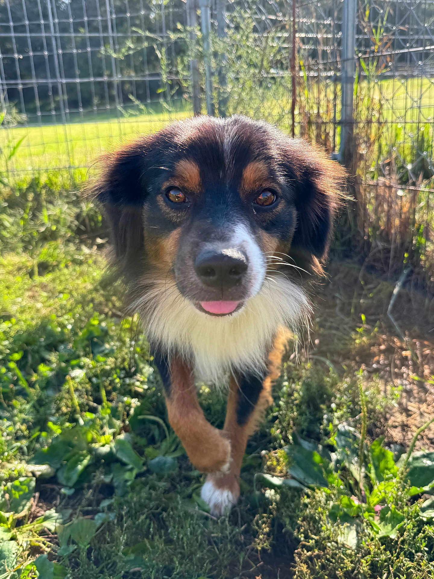 Bandit is registered to the contest to win money with this photo: dog, pet, canine, tricolor, close_up, portrait, outdoor, grass, fence, sunlight, fur, brown_eyes, tongue_out, whiskers, paws, curious, friendly, nature, field, shadow