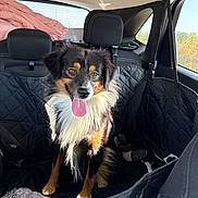 Bandit joined the competition — help win amazing prizes! dog, australian_shepherd, pet, backseat, car_interior, seat_cover, happy, tongue_out, long_fur, brown_eyes, portrait, headrest, sunlight, road_trip, seatbelt, blanket, window, travel, paw, sitting