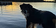 Bandit joined the competition — help win amazing prizes! dog, lake, sunset, water, reflection, leash, silhouette, shore, dock, ripples, trees, horizon, sky, outdoors, evening, pet, portrait, nature, calm, wet_paws
