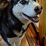 dog, husky, pet, close_up, indoor, wooden_floor, leash, collar, fur, eyes, ears, paws, nose, teeth, open_mouth, portrait, happy, black_and_white, wooden_stairs, standing