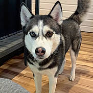 Leo is registered to the contest to win money with this photo: dog, husky, siberian_husky, pet, heterochromia, blue_eye, brown_eye, indoor, hardwood_floor, table, furniture, tail, standing, looking_at_camera, collar, paws, close_up, portrait, pointy_ears, curious