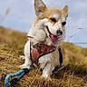 dog, corgi, grass, outdoor, pet, animal, harness, leash, happy, tongue_out, nature, smiling, canine, field, fur, mammal, playful, daytime, cute, portrait