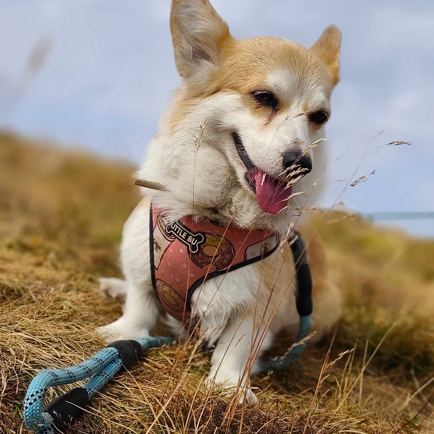 Foxy a rejoint le concours — aidez-le/la à gagner de superbes lots ! dog, corgi, grass, outdoor, pet, animal, harness, leash, happy, tongue_out, nature, smiling, canine, field, fur, mammal, playful, daytime, cute, portrait