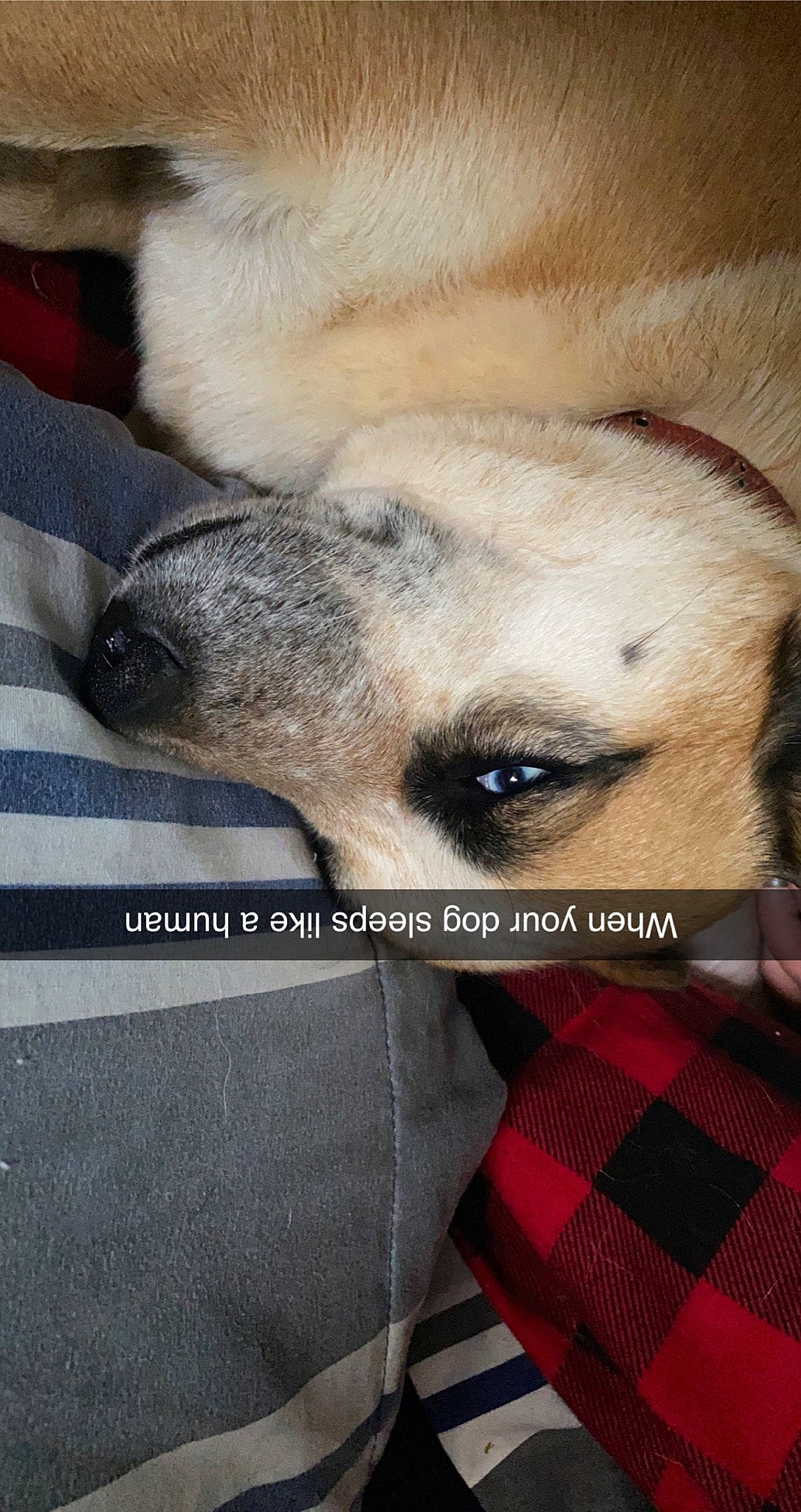 Gima joined the competition — help win amazing prizes! canidae, carnivore, close_up, companion_dog, dog, dog_breed, eyelash, fawn, font, fur, pattern, paw, plaid, snout, sporting_group, tartan, terrestrial_animal, whiskers, wildlife, working_animal