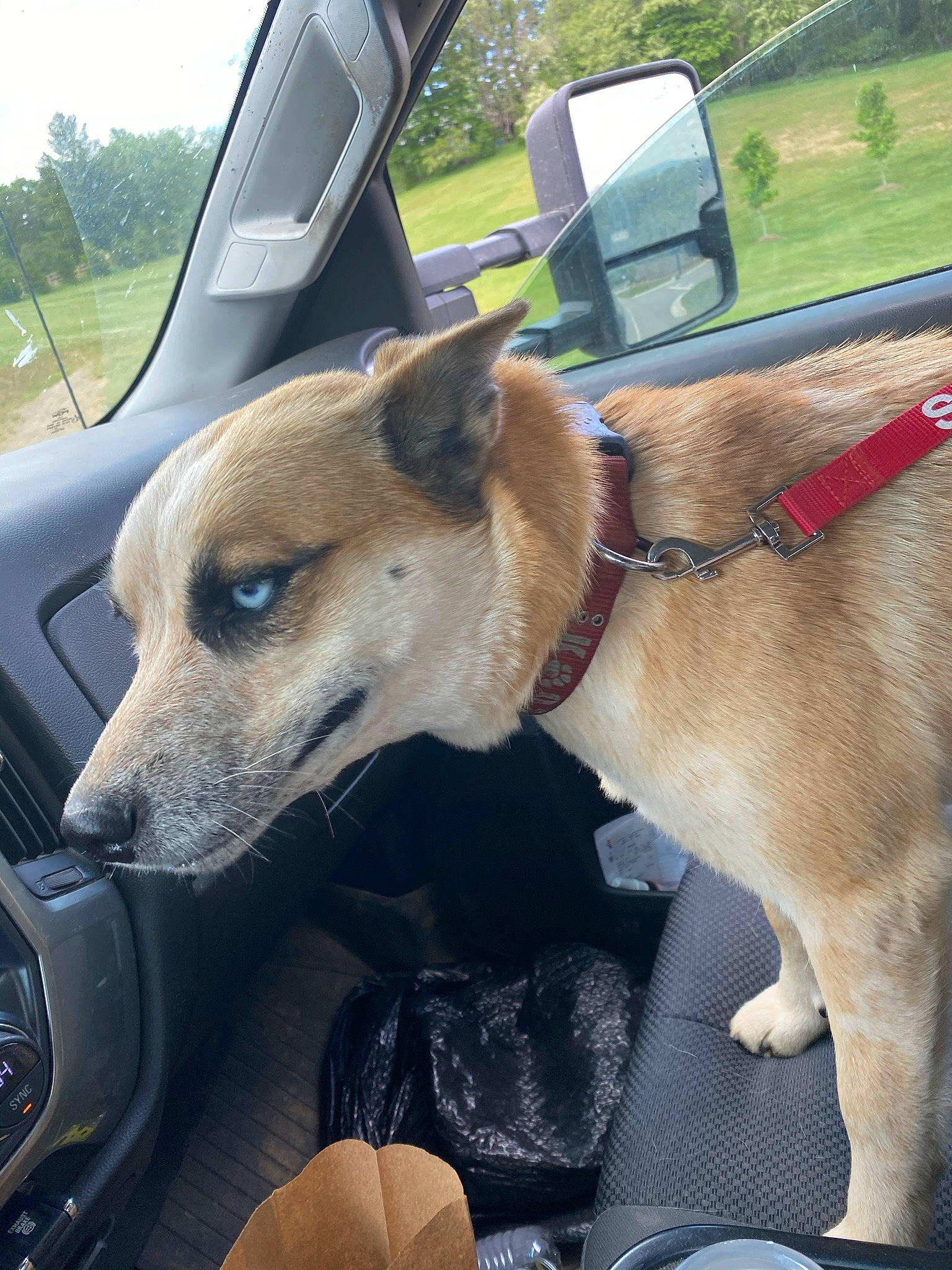 Gima joined the competition — help win amazing prizes! automotive_mirror, canidae, car, carnivore, collar, companion_dog, dog, dog_breed, dog_collar, fawn, mirror, plant, sighthound, snout, sporting_group, vehicle, vehicle_door, whiskers, windshield, working_animal