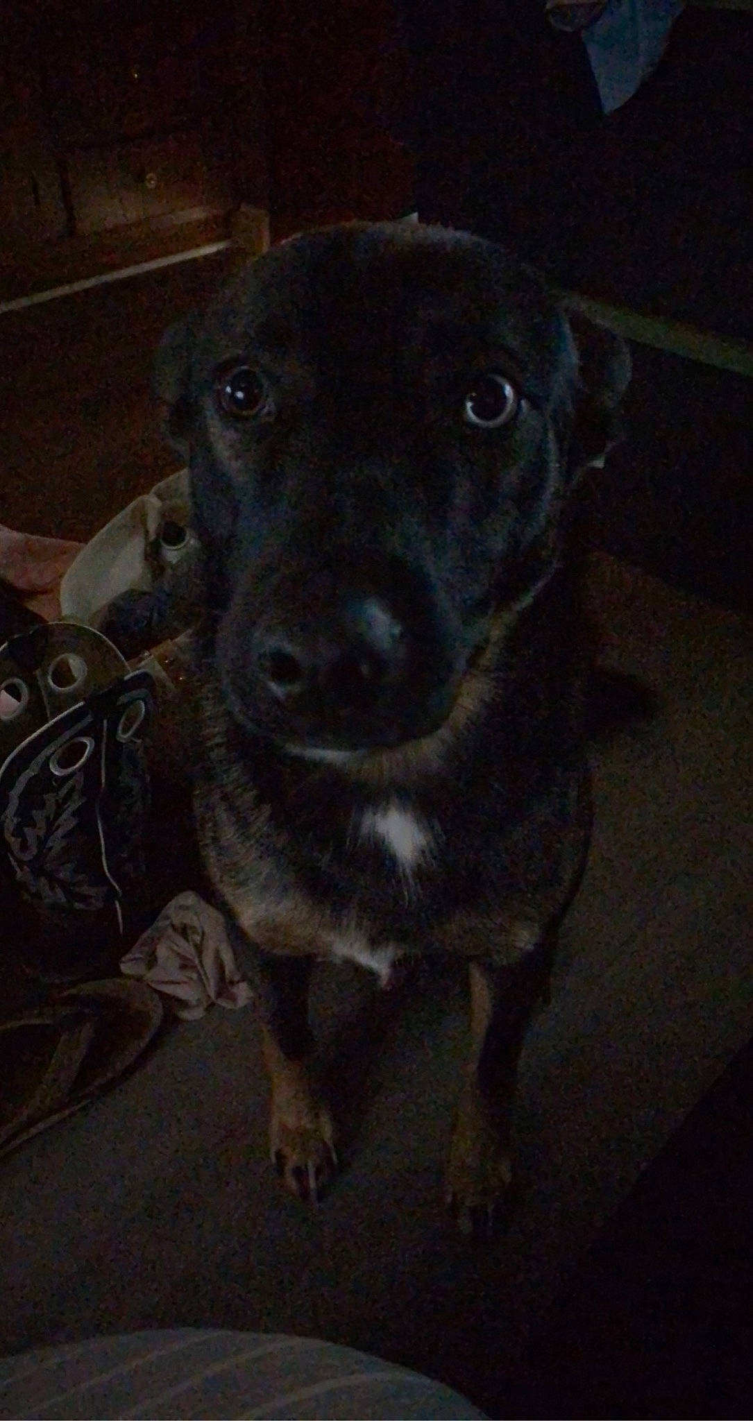 Charlie joined the competition — help win amazing prizes! borador, canidae, carnivore, companion_dog, dog, dog_breed, fawn, fur, guard_dog, liver, non_sporting_group, pet_supply, snout, sporting_group, terrestrial_animal, whiskers, working_animal