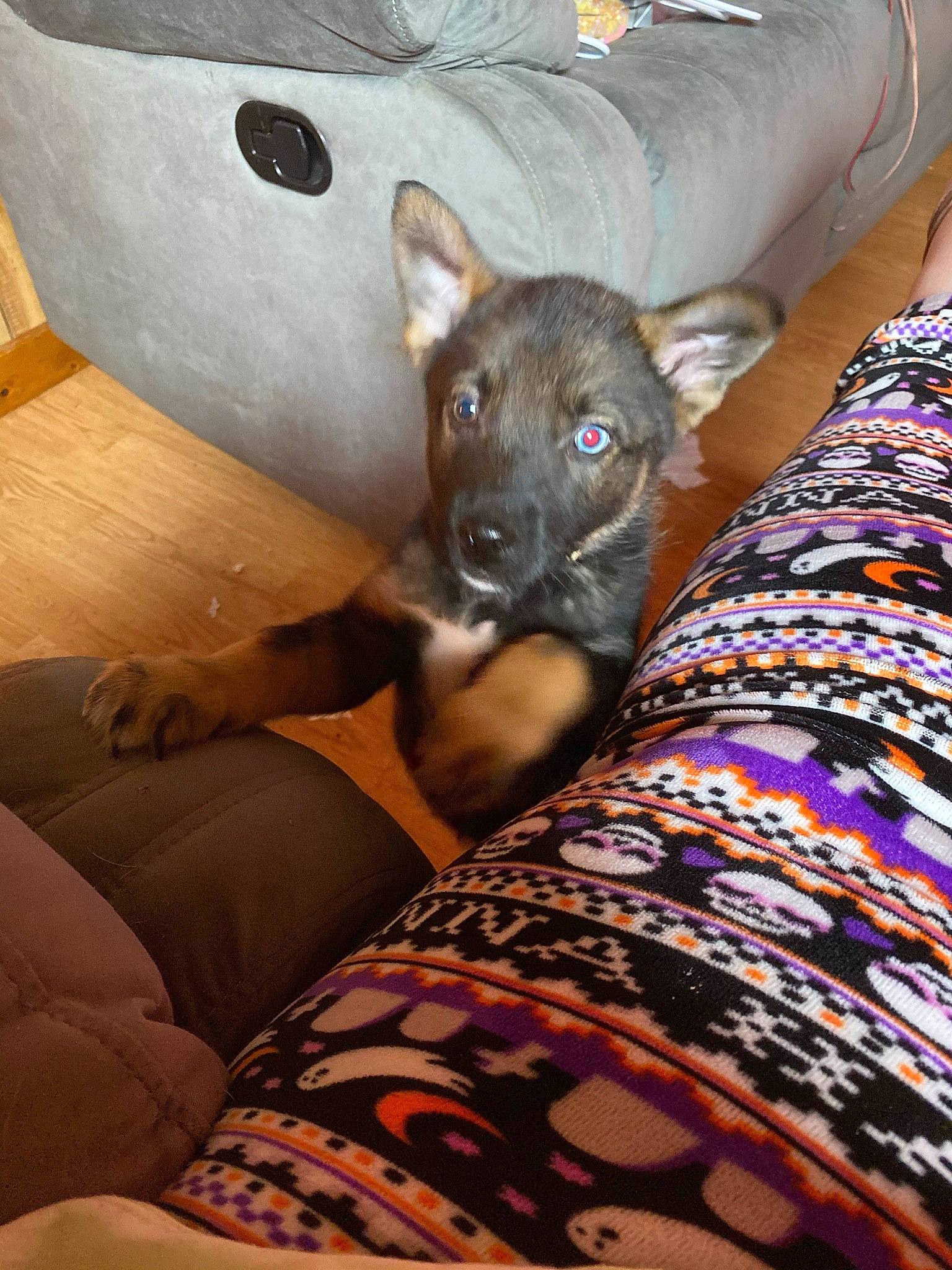 Charlie is registered to the contest to win money with this photo: canidae, carnivore, comfort, companion_dog, couch, dog, dog_breed, fawn, felidae, human_leg, linens, mammal, pattern, remote_control, room, sitting, sporting_group, toy_dog, whiskers, wood