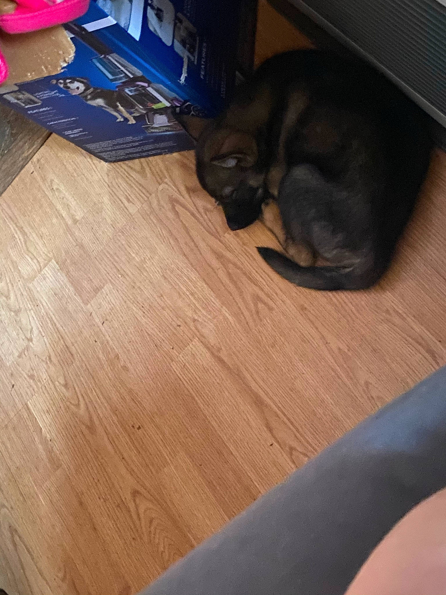 Charlie is registered to the contest to win money with this photo: brown, carnivore, cat, comfort, companion_dog, dog_breed, fawn, felidae, floor, flooring, hardwood, laminate_flooring, pattern, plank, plywood, tail, varnish, wood, wood_flooring, wood_stain