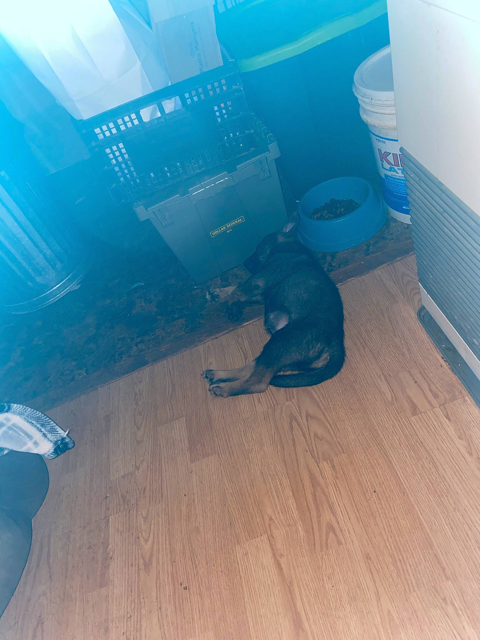 Charlie is registered to the contest to win money with this photo: blue, carnivore, comfort, companion_dog, dog, dog_breed, electric_blue, felidae, floor, flooring, hardwood, laminate_flooring, lens_flare, small_to_medium_sized_cats, sporting_group, tail, tints_and_shades, wood, wood_flooring, wood_stain