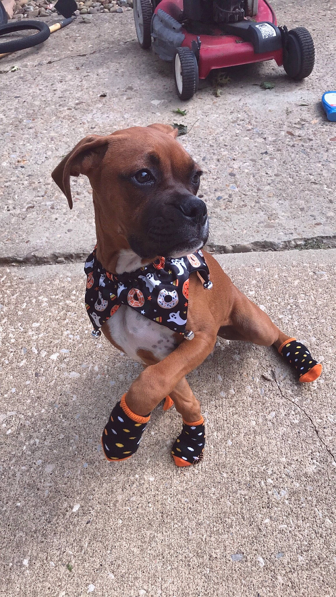 Brutus is registered to the contest to win money with this photo: american_pit_bull_terrier, boxer, canidae, carnivore, companion_dog, dog, dog_breed, fawn, leash, mammal, non_sporting_group, rare_breed_dog, snout, sporting_group, staffordshire_bull_terrier, working_dog