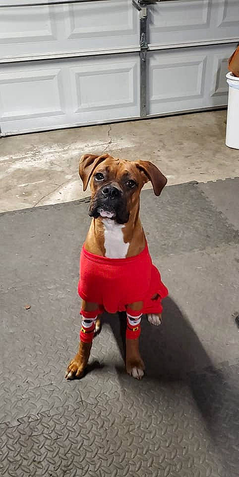 Brutus is registered to the contest to win money with this photo: boxer, bullmastiff, canidae, carnivore, companion_dog, dog, dog_breed, dog_clothes, fawn, mammal, paw, puggle, puppy, rare_breed_dog, rhodesian_ridgeback, snout, sporting_group, vertebrate, working_dog