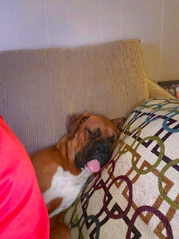 Brutus is registered to the contest to win money with this photo: boerboel, boxer, bullmastiff, canidae, carnivore, companion_dog, dog, dog_breed, english_mastiff, fawn, mammal, non_sporting_group, old_english_bulldog, perro_de_presa_mallorquin, room, snout, valley_bulldog, vertebrate