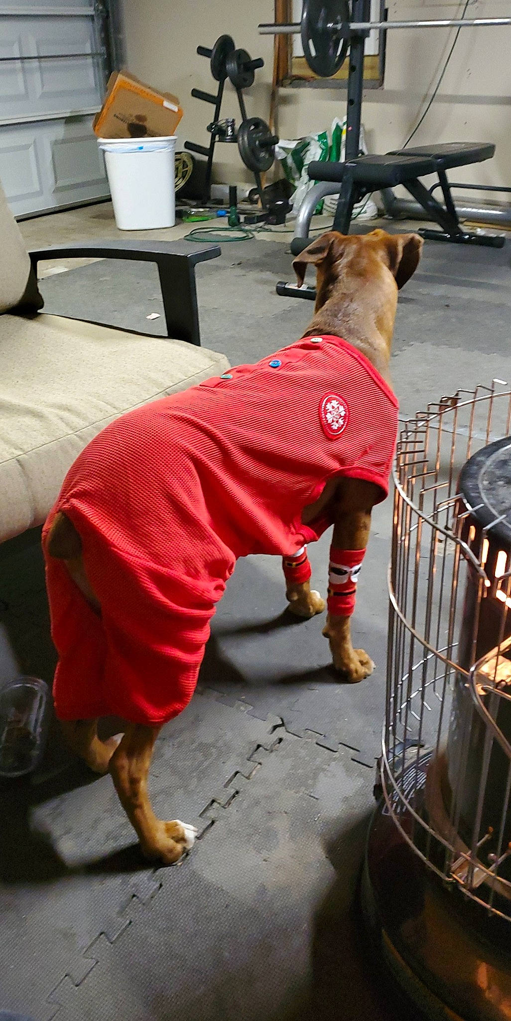 Brutus joined the competition — help win amazing prizes! canidae, carnivore, dog