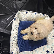 Louis is registered to the contest to win money with this photo: dog, puppy, fluffy, white_puppy, pet_bed, paw_print_pattern, blue_cushion, curious, looking_up, fur, small_dog, indoor, plastic_sheet, water_bowls, adorable, bedtime, portrait, cute, snout, eyes