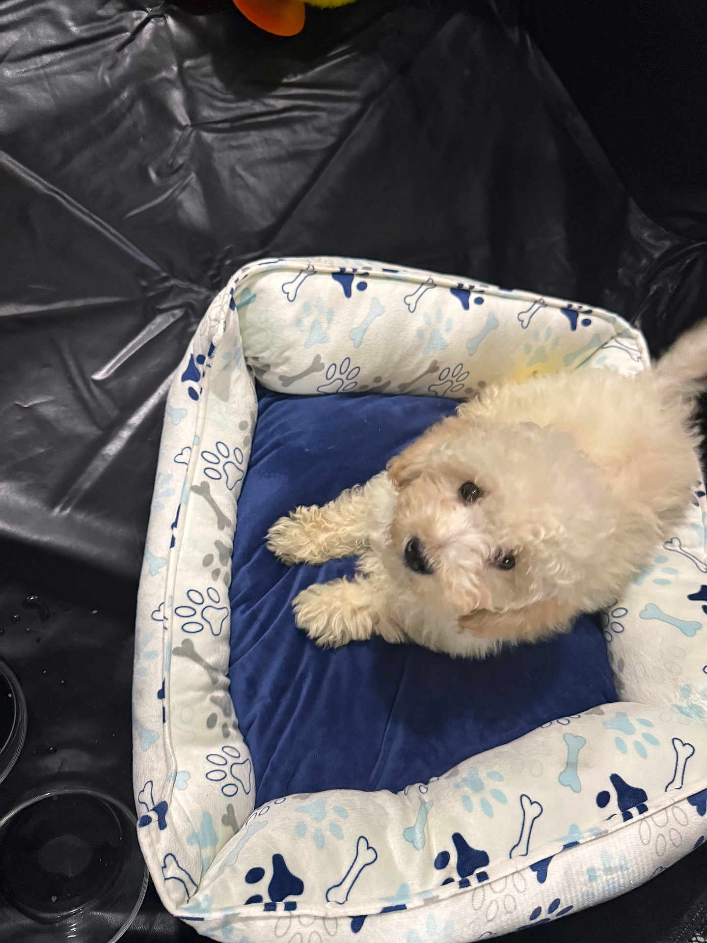 Louis is registered to the contest to win money with this photo: dog, puppy, fluffy, white_puppy, pet_bed, paw_print_pattern, blue_cushion, curious, looking_up, fur, small_dog, indoor, plastic_sheet, water_bowls, adorable, bedtime, portrait, cute, snout, eyes