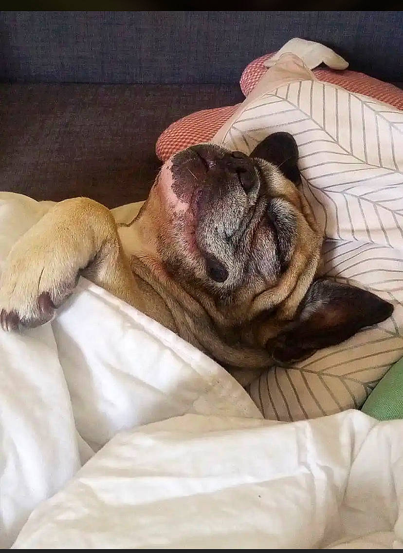 Honey a rejoint le concours — aidez-le/la à gagner de superbes lots ! bulldog, canidae, carnivore, comfort, companion_dog, dog, dog_breed, fawn, felidae, fur, linens, liver, small_to_medium_sized_cats, snout, sporting_group, toy_dog, whiskers, wood, working_animal, wrinkle