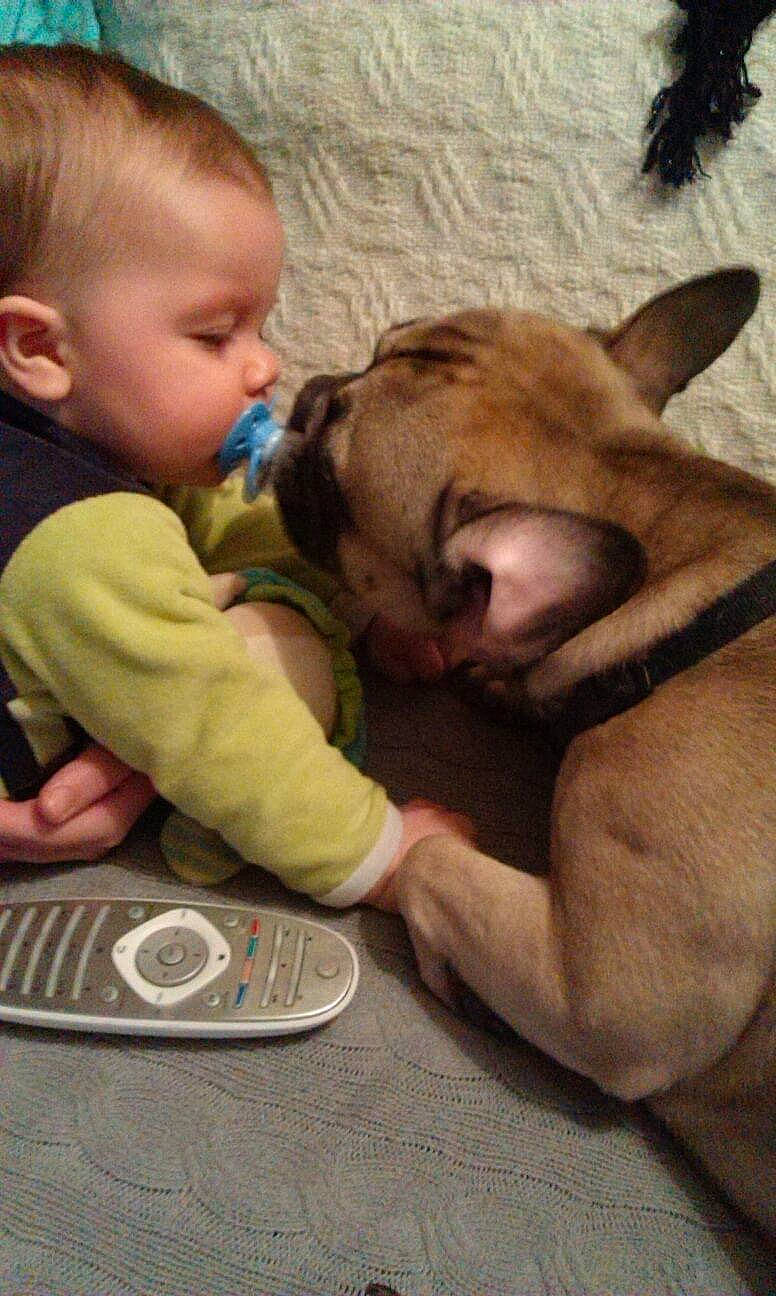 Honey participe au concours pour gagner de l'argent avec cette photo : baby, baby_toddler_clothing, carnivore, child, comfort, companion_dog, dog, dog_breed, facial_expression, fawn, flooring, foot, fun, fur, mouth, nose, snout, toddler, wood, working_animal