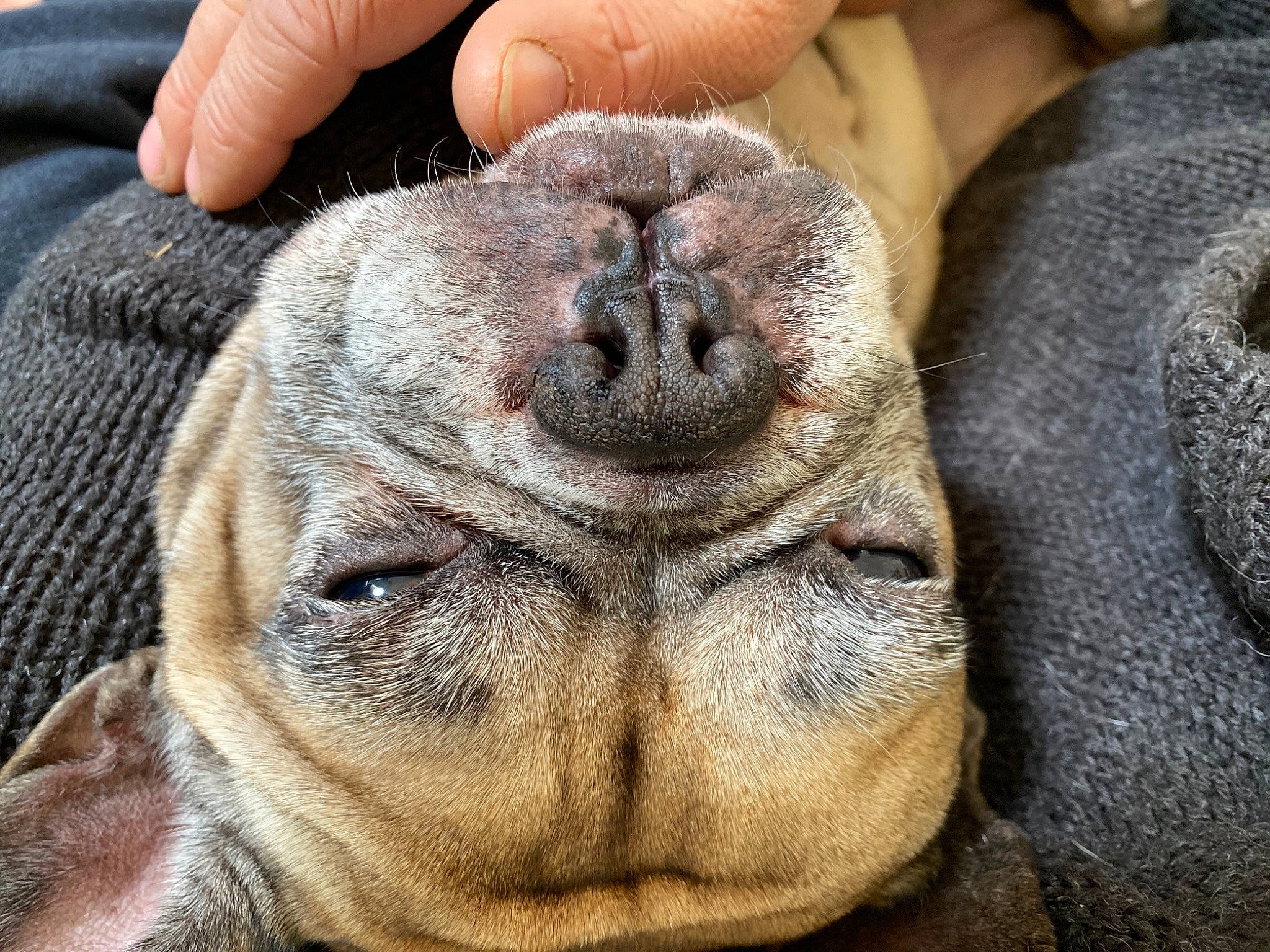 Honey a rejoint le concours — aidez-le/la à gagner de superbes lots ! carnivore, comfort, dog_breed, ear, eye, fawn, foot, fur, liver, mammal, nail, nap, paw, snout, sporting_group, terrestrial_animal, whiskers, wildlife, working_animal, wrinkle