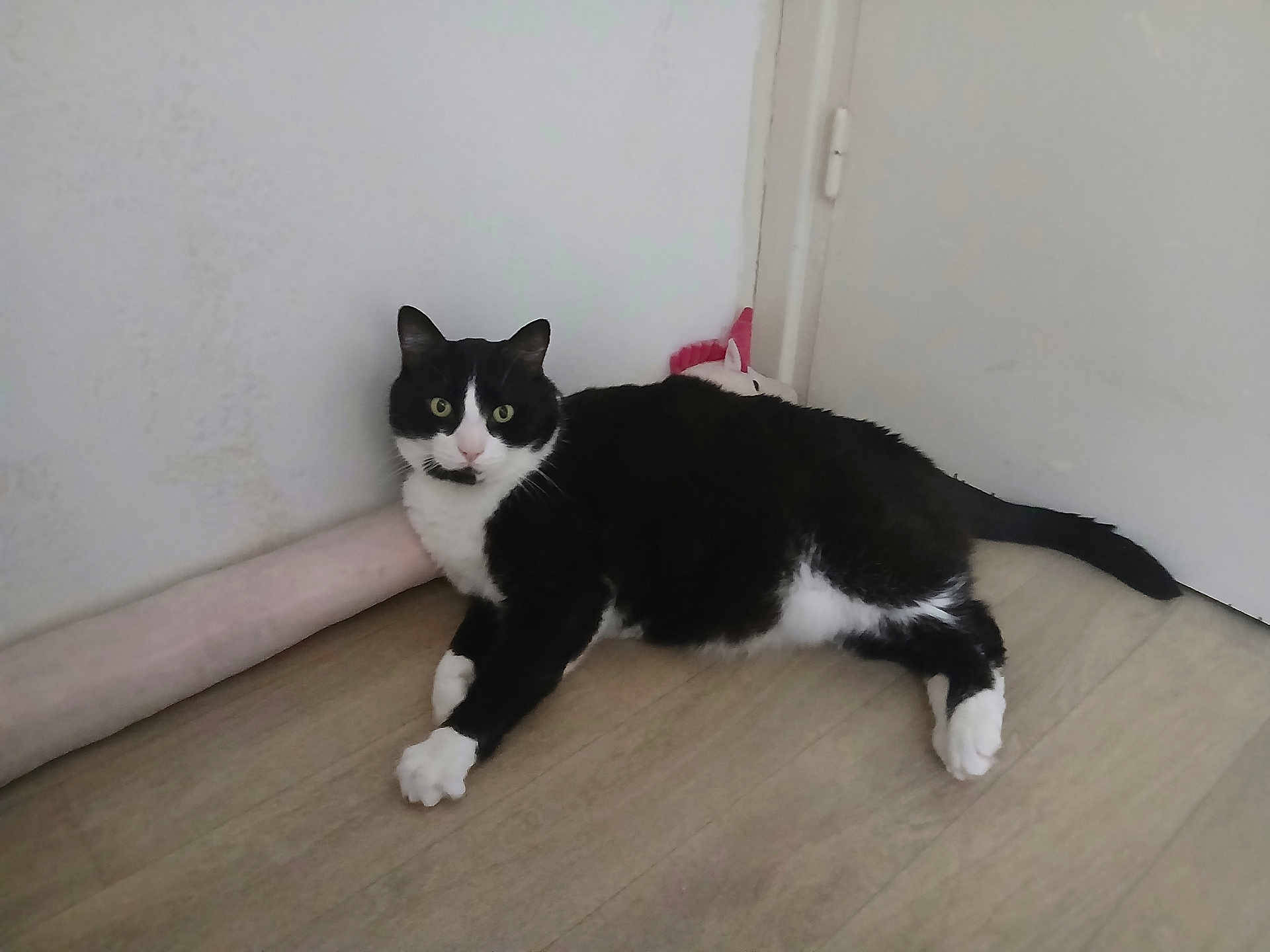 Choupette participe au concours pour gagner de l'argent avec cette photo : cat, black_and_white, indoor, floor, door, plush_toy, unicorn, pet, animal, corner, curious, green_eyes, laying_down, wooden_floor, domestic, feline, whiskers, cute, resting, fur