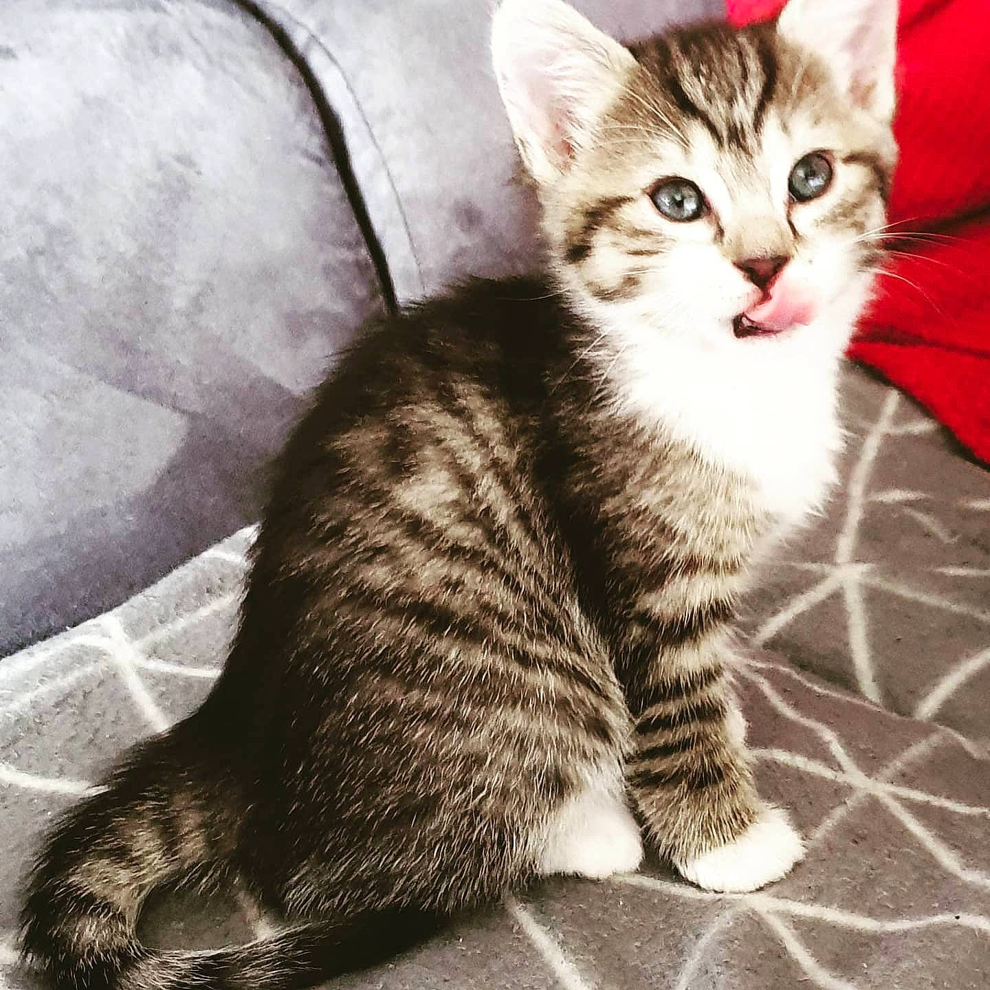 Kalie a rejoint le concours — aidez-le/la à gagner de superbes lots ! carnivore, cat, comfort, domestic_short_haired_cat, ear, eye, felidae, fur, head, human_body, iris, paw, sitting, small_to_medium_sized_cats, snout, tail, terrestrial_animal, whiskers, wildlife, window