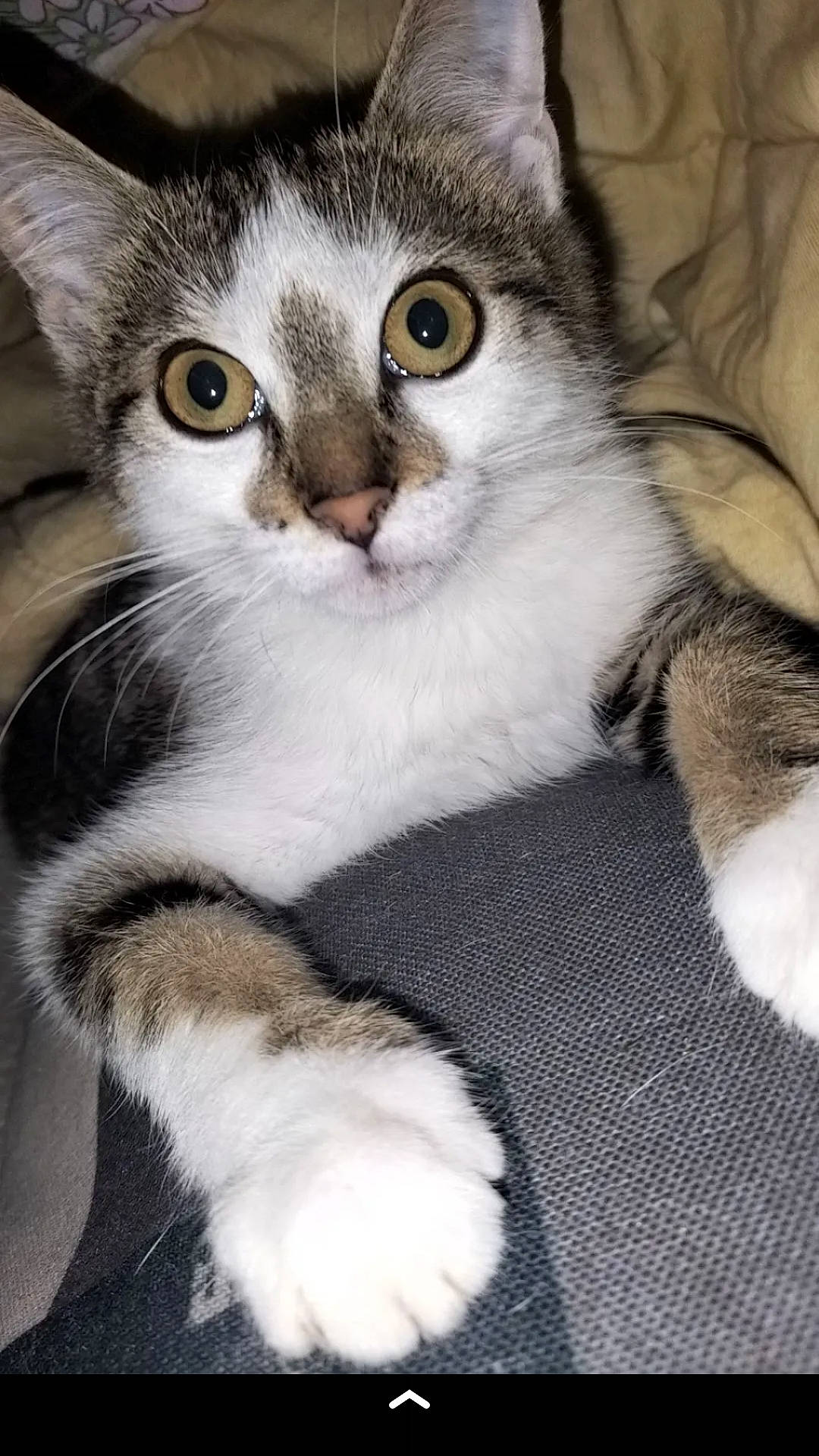 Titi participe au concours pour gagner de l'argent avec cette photo : carnivore, cat, claw, comfort, domestic_short_haired_cat, felidae, fur, paw, small_to_medium_sized_cats, whiskers