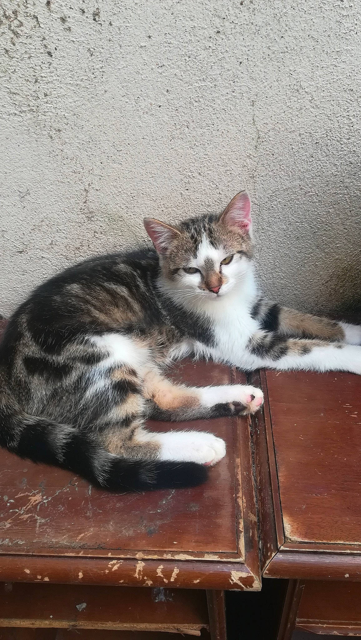 Titi a rejoint le concours — aidez-le/la à gagner de superbes lots ! bench, carnivore, cat, claw, comfort, domestic_short_haired_cat, felidae, flooring, foot, fur, paw, road_surface, sitting, small_to_medium_sized_cats, snout, table, tail, whiskers, window, wood